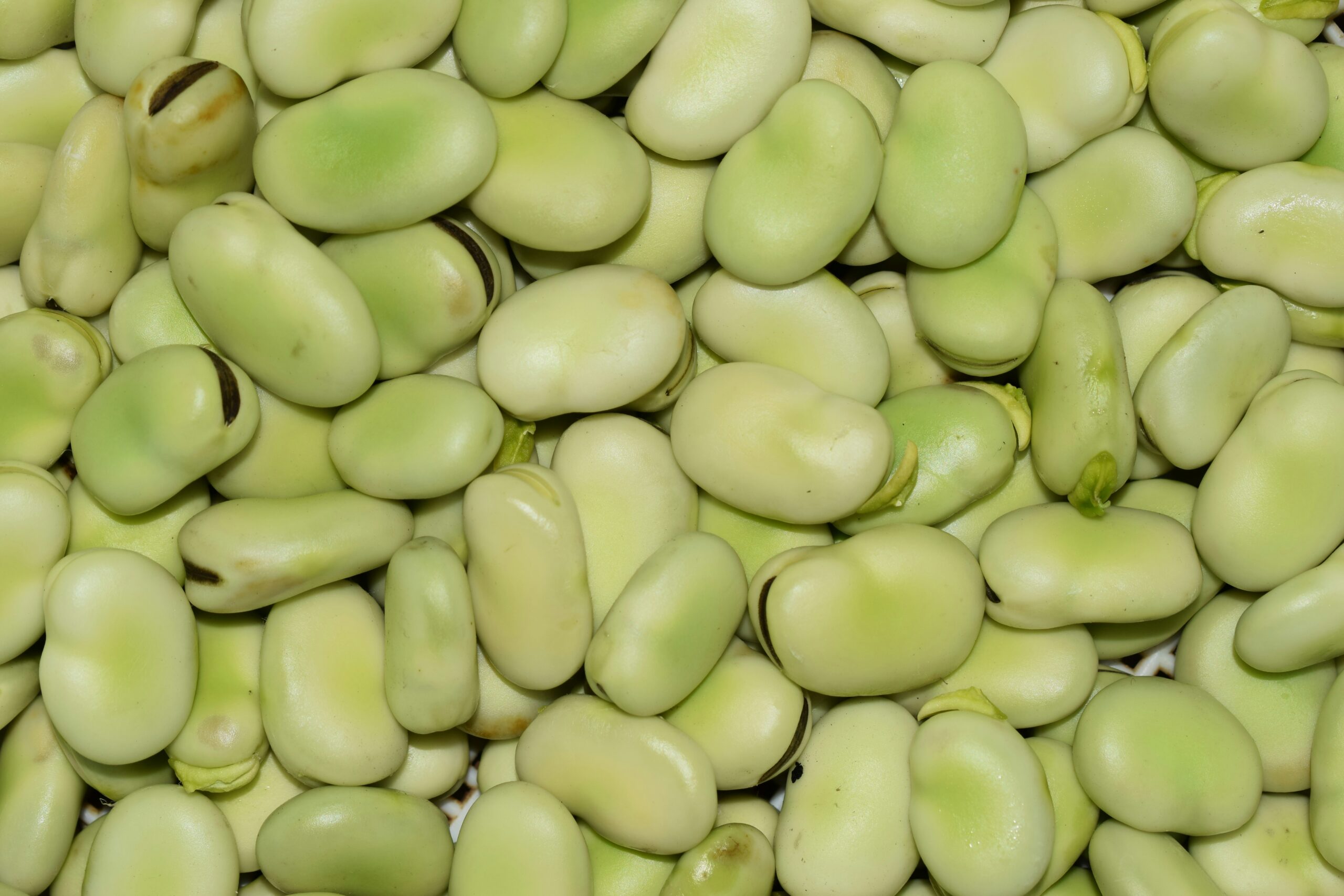 Lima beans! Image by amirmasoud via Unsplash.