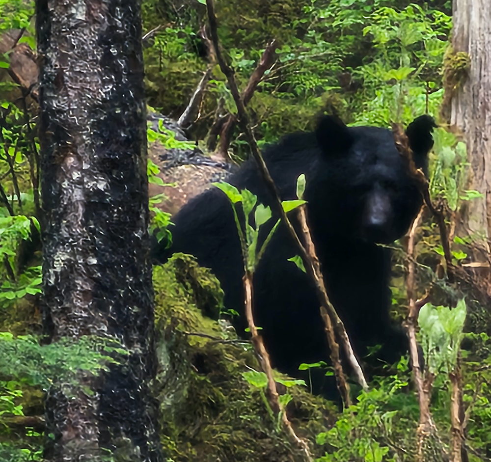 This black bear smelled Minkie's Coconut Cake cooking all the way up in Alaska!