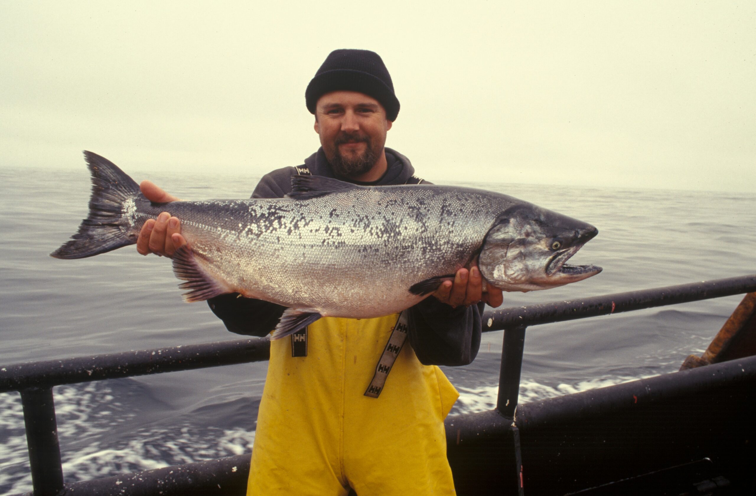 A fisherman from NOAA celebrates the seas' bounty holding a Coho salmon. Image via Unsplash.